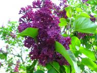 Моя Батьківщина