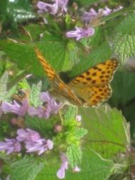 дело рук Творца