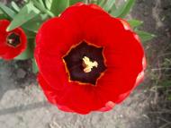 Краєвиди та життя Нової Басані