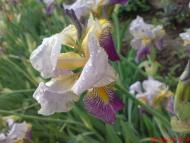 Краєвиди Миргорода