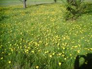 Будо-Вороб'ї - Останні фото