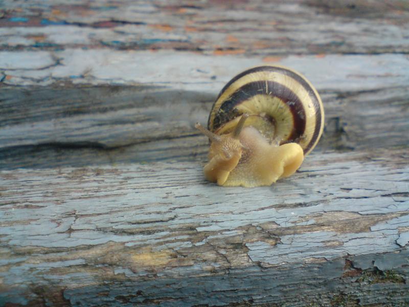 Природа села - Еристовка