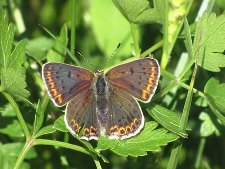 Природа - Демшин