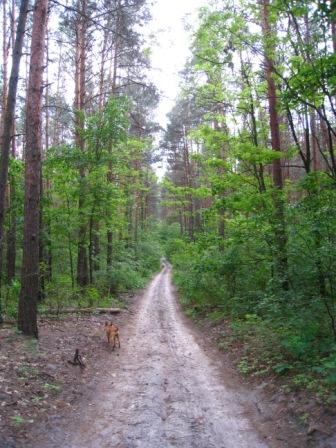 Поїзди гудуть за Ірпінню... - Ірпінь