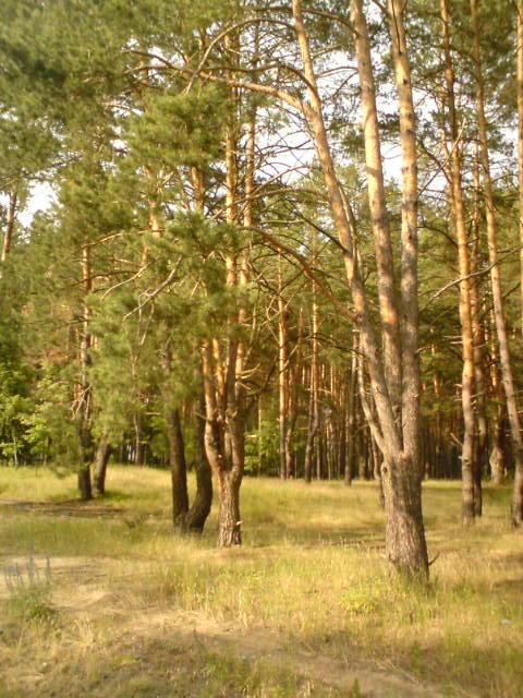 Поїзди гудуть за Ірпінню... - Ірпінь