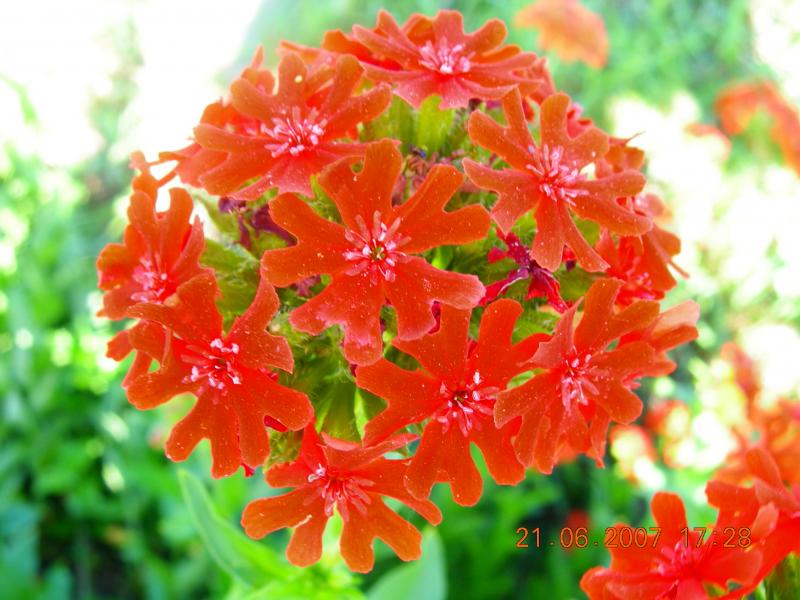 Тарасів - Тарасів