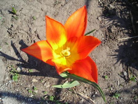 Шубівка - Шубівка