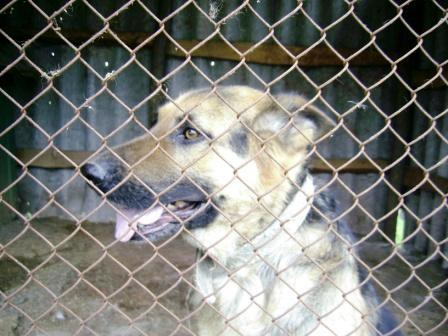 Брати наші менші - Чорбівка