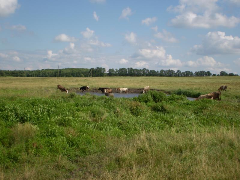 Поездка к бабушке - Бохни