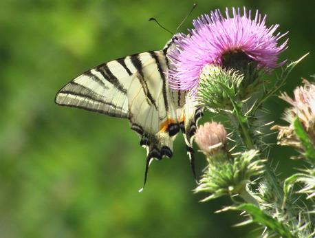 Природа - Демшин