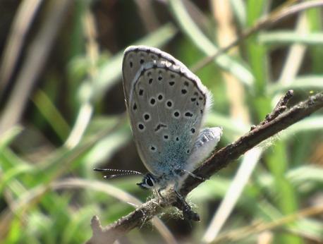 Природа - Демшин