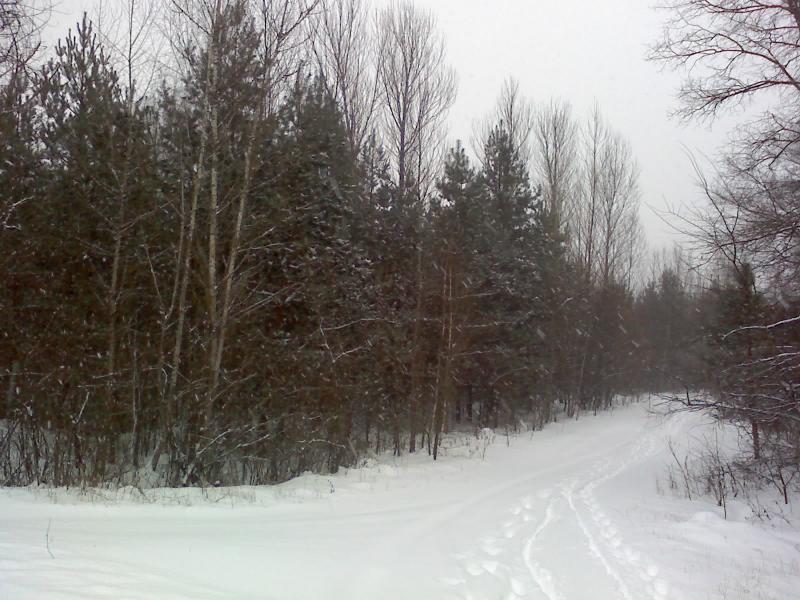 Ліс - Великоселецьке