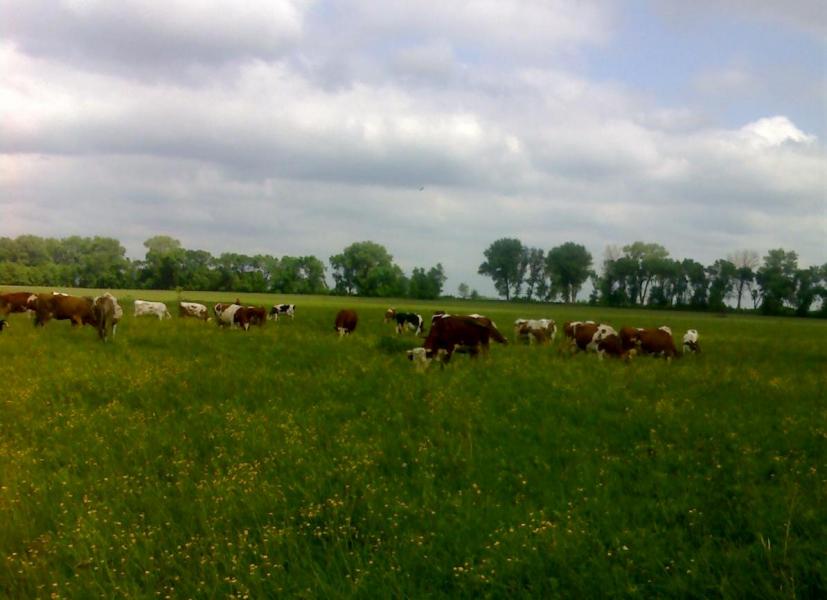 Моє село - Козельне