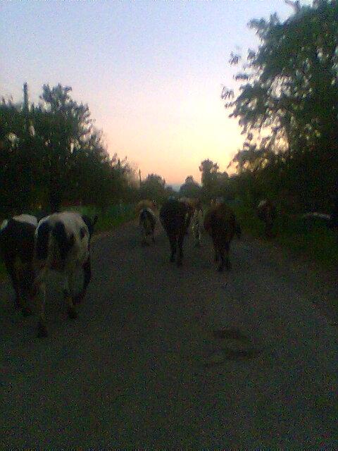  Життя села - Парище