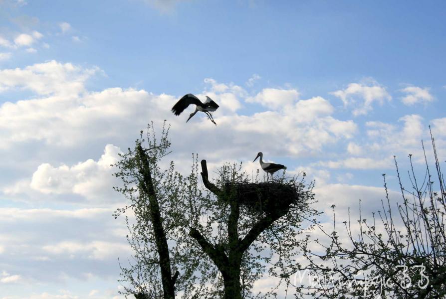 001 - Мала Бережанка