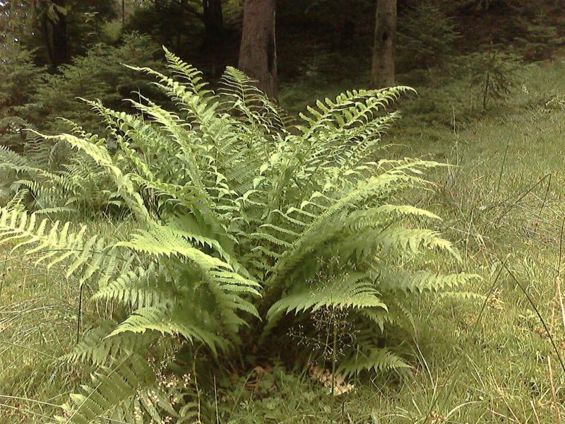 Чудові краєвиди Козаківки - Козаківка