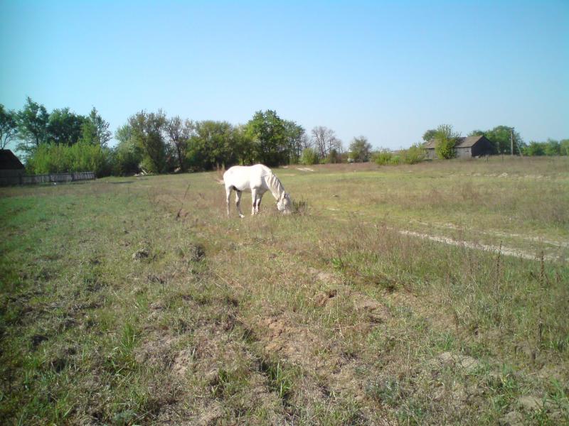 Наші фото - Будо-Вороб'ї