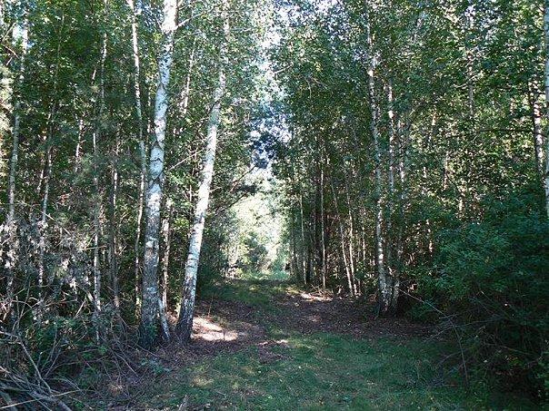 красичка - Красичка