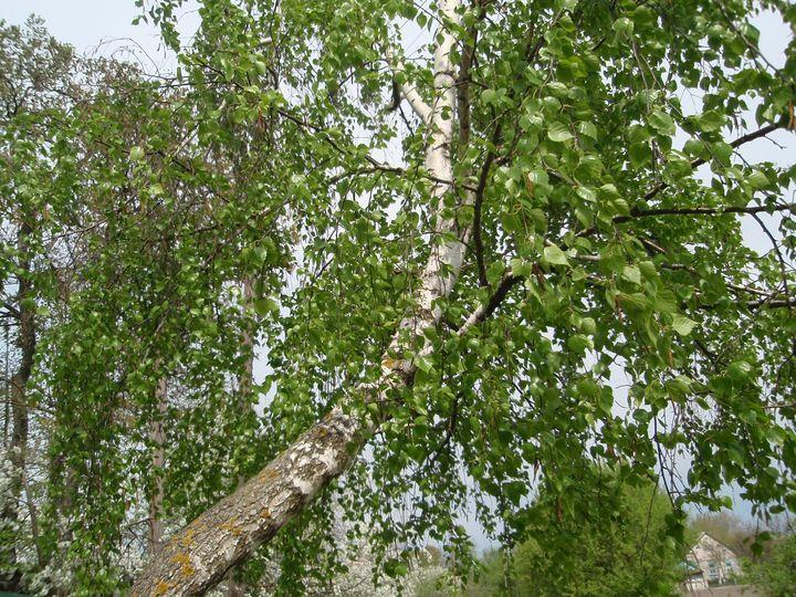 Краєвиди та життя Нової Басані - Нова Басань