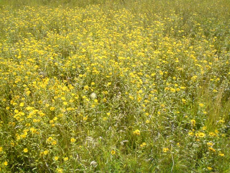 Природа села - Еристовка