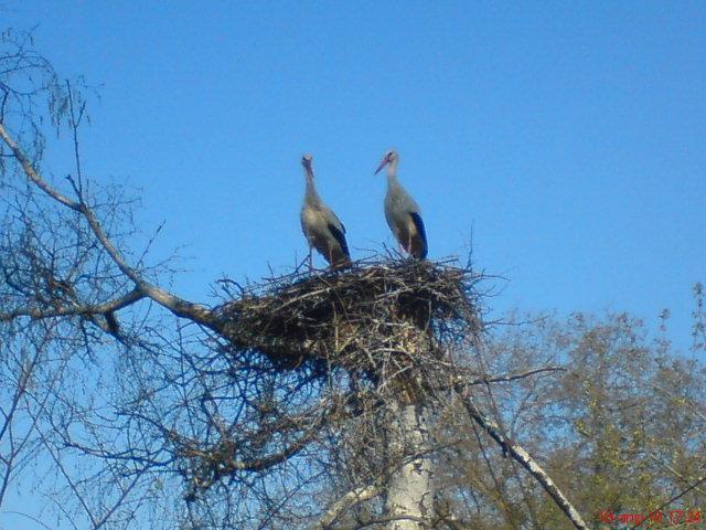 моє село - Великоселецкое