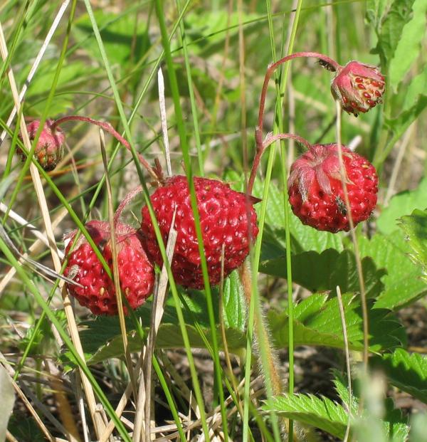 Жеребкове - Жеребкове