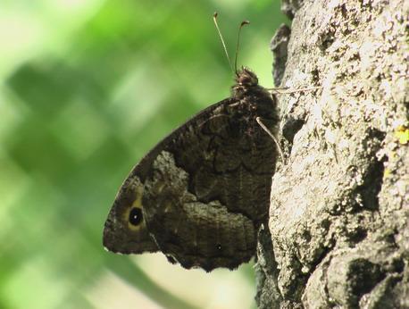 Природа - Демшин