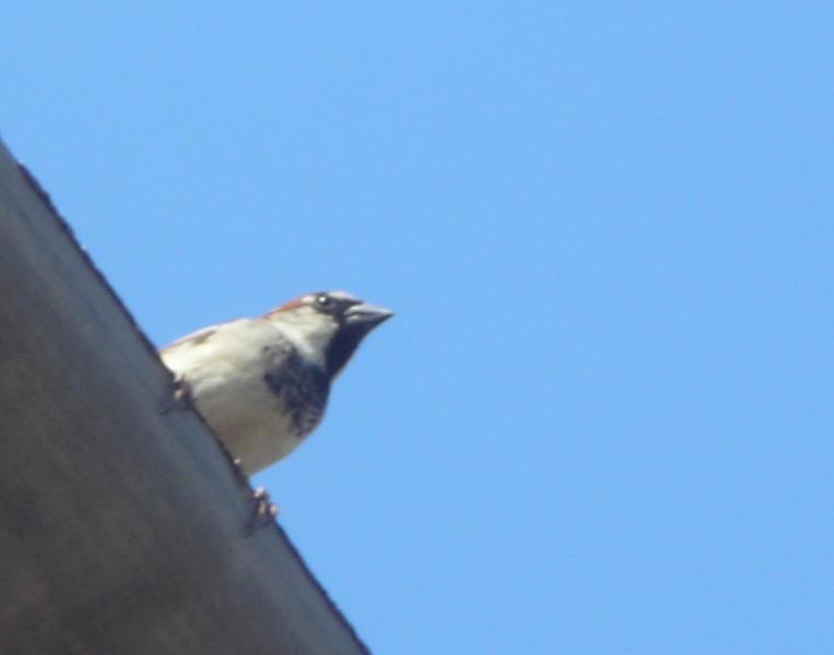 Шубівка - Шубівка