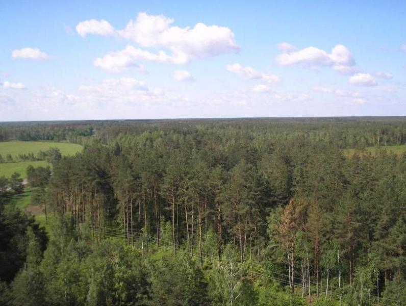 Біловізьке лісництво - Беловеж