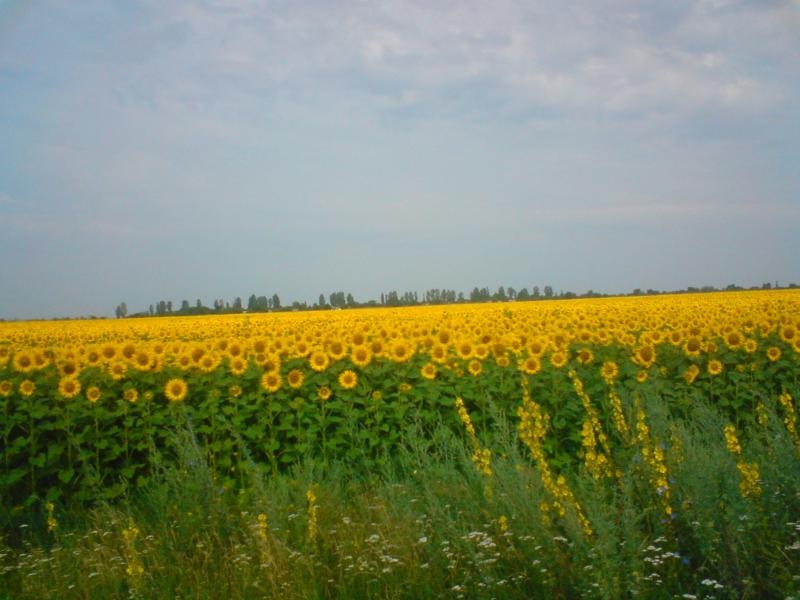 Природа села - Еристовка