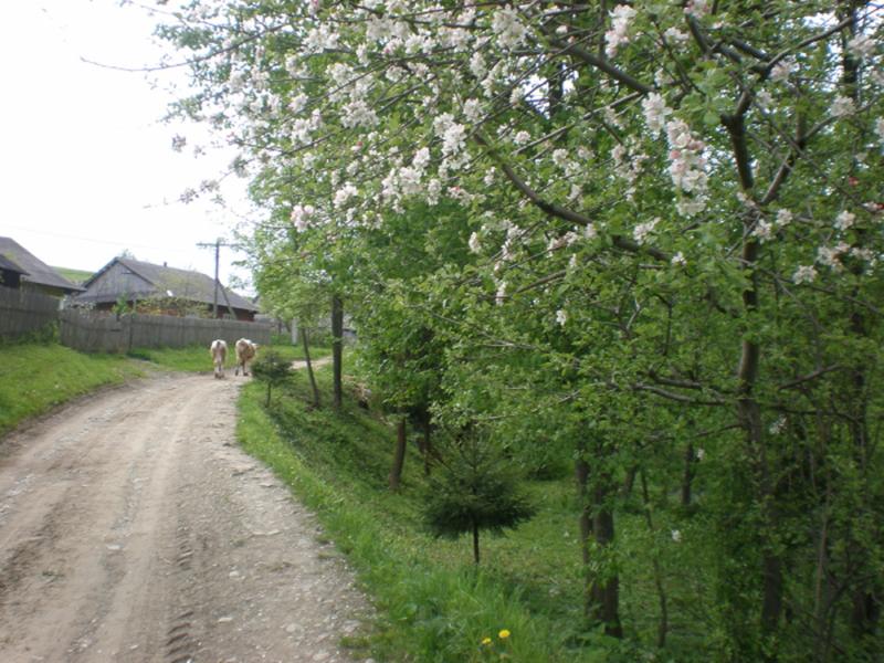 Краєвиди с.Бітля - Битля
