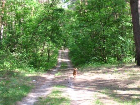 Поїзди гудуть за Ірпінню... - Ірпінь
