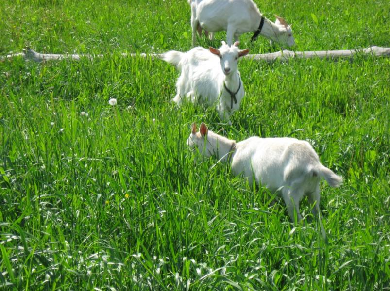Мальовничі куточки села Бровки - Бровки Перші