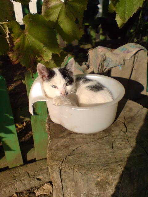 Домашнє господарство - Півні