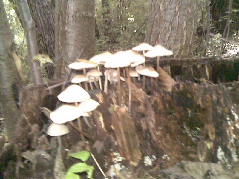 Ліс - Великоселецьке