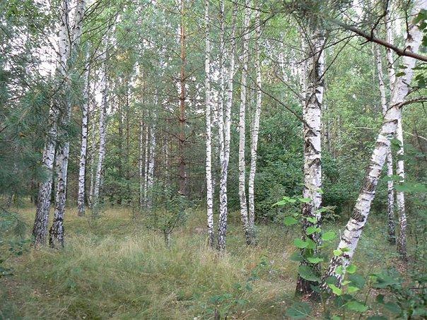 красичка - Красичка