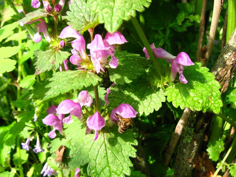 Моя Батьківщина - Сидоровка