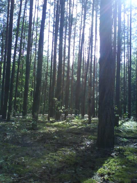 Природа нашого краю - Забілоччя