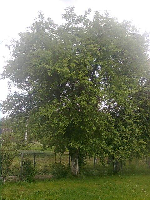 Наше - Ясениця-Сільна