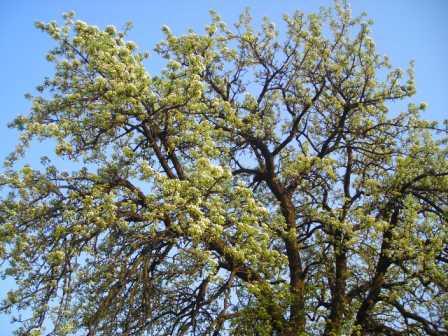 Шубівка - Шубівка