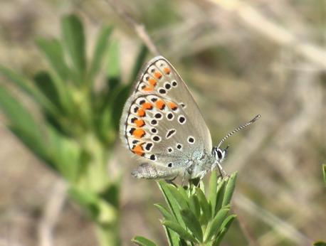 Природа - Демшин