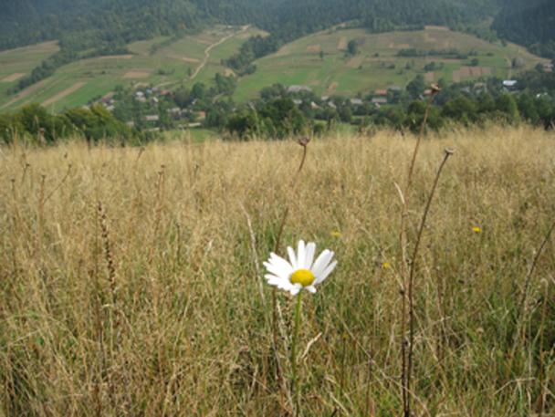 1 - Велика Волосянка