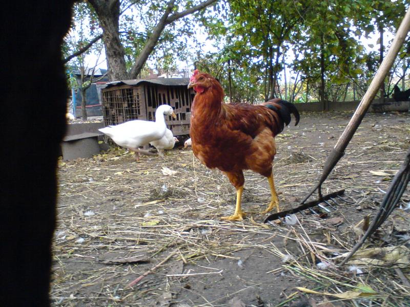 Природа села - Еристовка