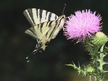 Природа - Демшин