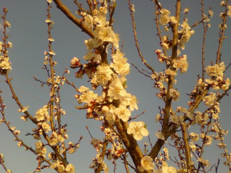 'Весна'-природа села Борушківці - Борушковцы