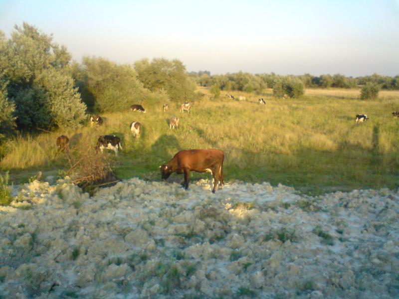 Природа села - Еристовка