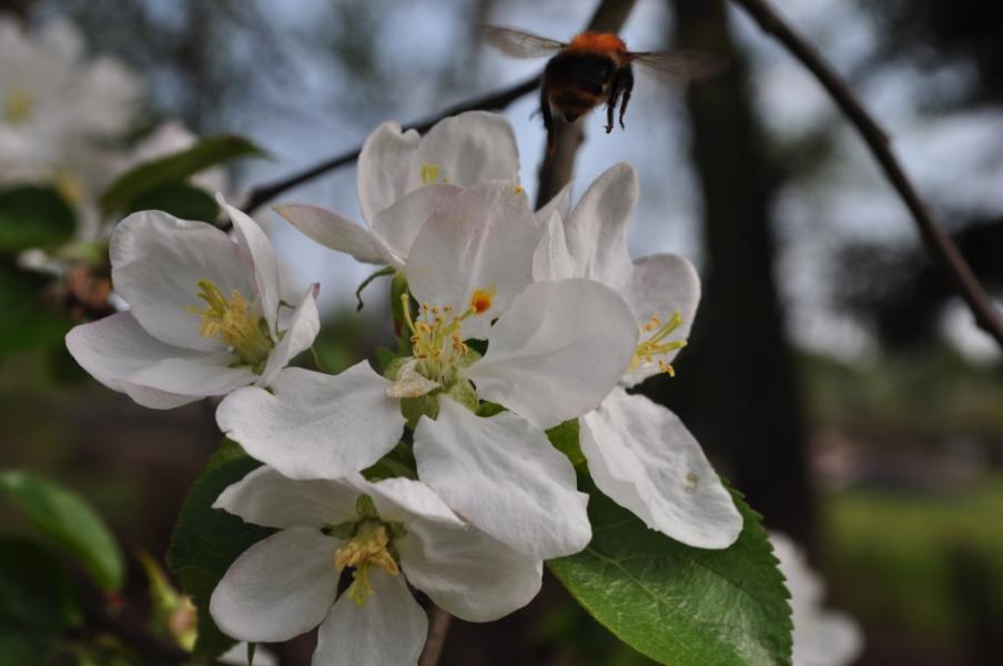 Весна іде... - Переброди