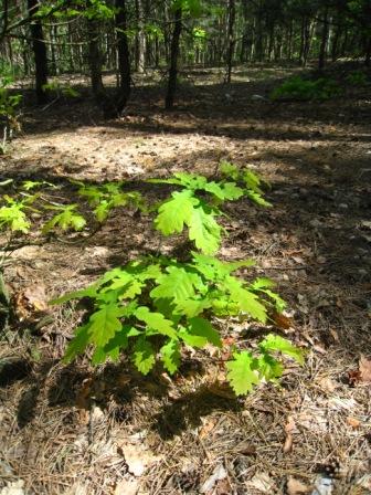 Поїзди гудуть за Ірпінню... - Ірпінь