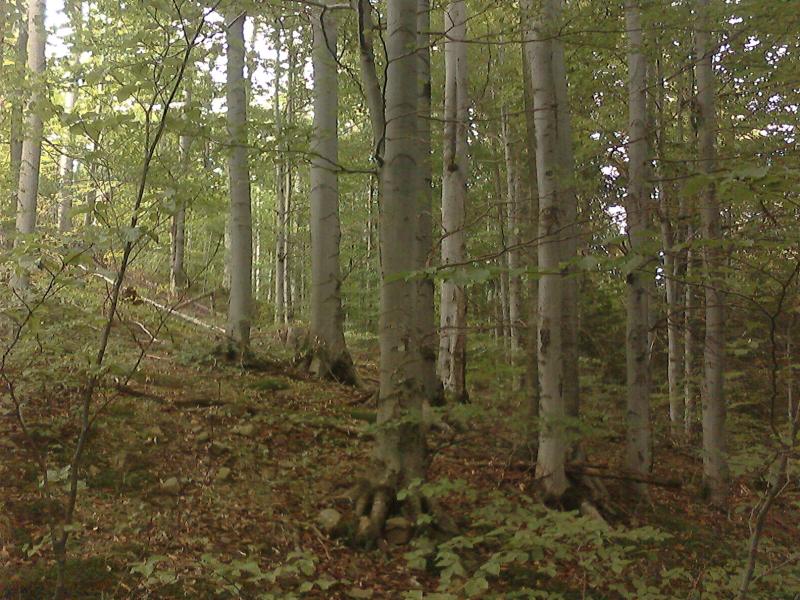Чудові краєвиди Козаківки - Козаківка
