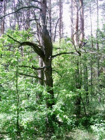 Чорбівські краєвиди - Чорбівка